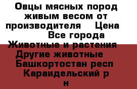 Овцы мясных пород живым весом от производителя. › Цена ­ 110 - Все города Животные и растения » Другие животные   . Башкортостан респ.,Караидельский р-н